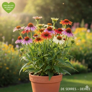 Echinacea purpurea 'Cheyenne Yellow' P9