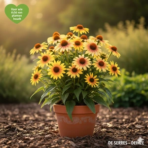 Echinacea purpurea 'Chiquita'® P9