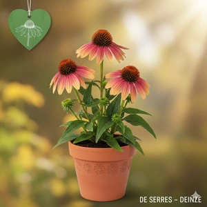 echinacea purp. 'evening glow' P9