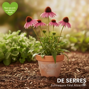 Echinacea purp. 'Fatal Attraction'® P9