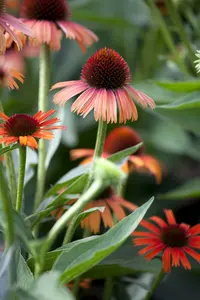 Echinacea purp. 'Funky Yellow' P9 - afbeelding 3