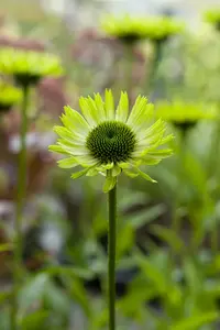 Green Jewel - afbeelding 6