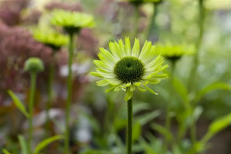 Green Jewel - afbeelding 5