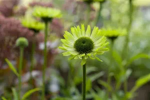 Green Jewel - afbeelding 5