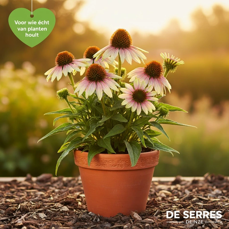 Echinacea purpurea 'Green Twister' P9