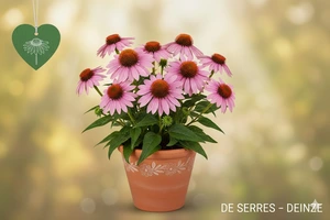 Echinacea purpurea 'Hope'® P9