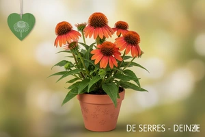 Echinacea purpurea 'Irresistible' P9