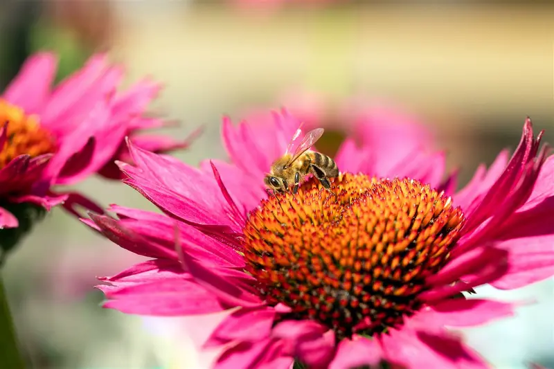 Echinacea purp. 'J.s.roho'® P9