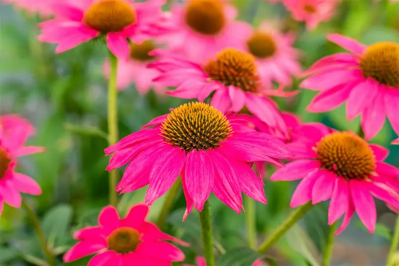 Echinacea purp. 'Lakota Rose' P9