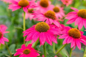 Echinacea purp. 'Lakota Rose' P9