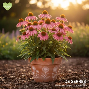 Echinacea purpurea 'Leuchtstern' P9