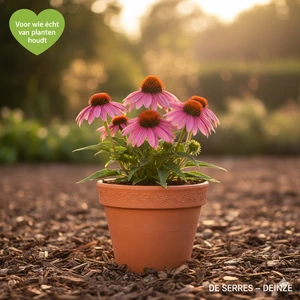 Echinacea purpurea 'Little Magnus'® P9