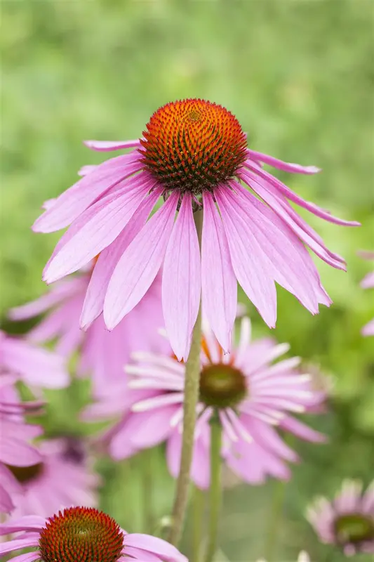 Echinacea purp. 'Magnus' BIOPOT   P8 - afbeelding 1