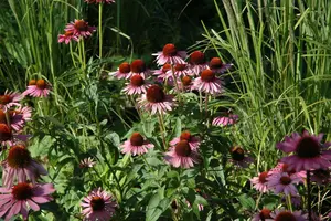 Echinacea purp. 'Magnus' BIOPOT   P8 - afbeelding 3