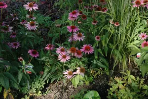 Echinacea purp. 'Magnus' BIOPOT   P8 - afbeelding 4
