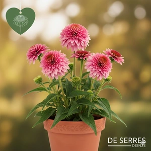Echinacea purpurea 'Razzmatazz'® P9