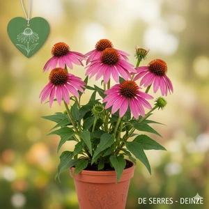 Echinacea purpurea 'Ruby Giant' P9