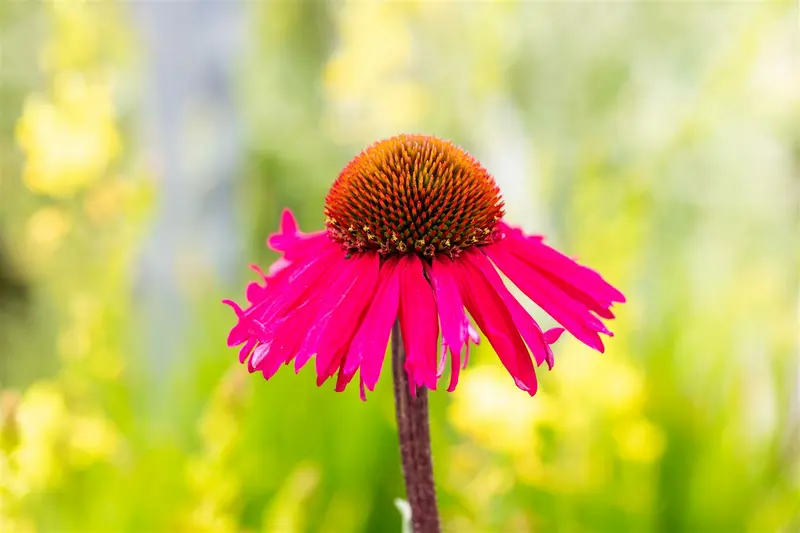 Sensation Pink - afbeelding 2