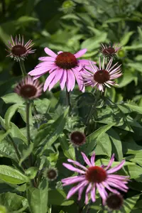 Echinacea purp. 'Summer Cloud'® P9 - afbeelding 2
