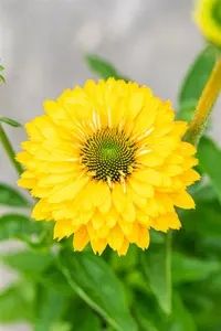 Echinacea purp. 'Sunseekers Golden Sun'® C3 - afbeelding 2
