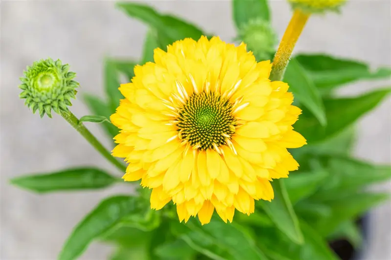 Echinacea purp. 'Sunseekers Golden Sun'® C3 - afbeelding 1