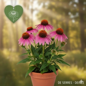 Echinacea purpurea SunSeekers® 'Magenta' P9