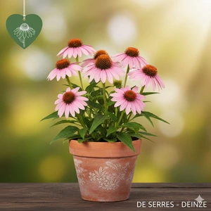 Echinacea purpurea SunSeekers® 'Pink' P9