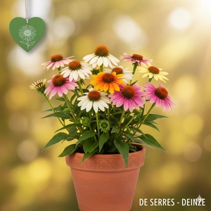 Echinacea purpurea SunSeekers® 'Rainbow' P9
