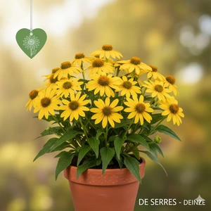 Echinacea purpurea SunSeekers® 'Yellow' P9
