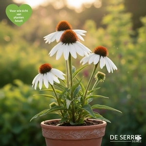 Echinacea purpurea Meditation® 'White' P9