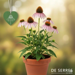 Echinacea simulata P9