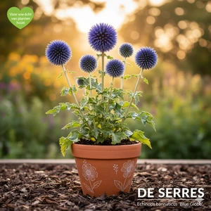 Echinops bannaticus 'Blue Globe' P9