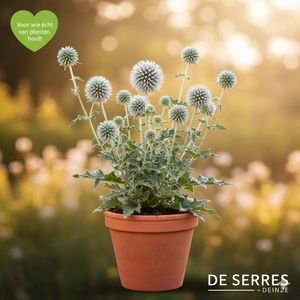 Echinops bannaticus 'Star Frost' P9