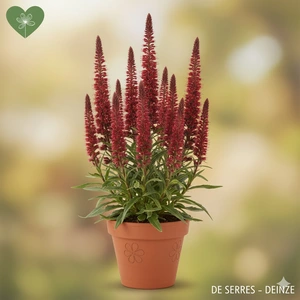 Echium amoenum 'Red Feathers' P9