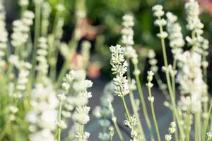 lavandula int. 'edelweiss' P9 - afbeelding 3