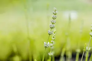 lavandula int. 'edelweiss' P9 - afbeelding 2