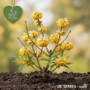 Edgeworthia chrysantha C60 (100-125)