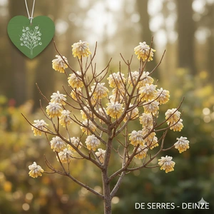 Edgeworthia chrysantha 'Grandiflora' C12 (60- 80)