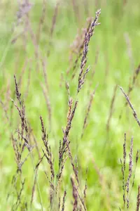 molinia caer. 'edith dudszus' P9 - afbeelding 5