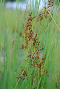 juncus effusus P9 - afbeelding 2