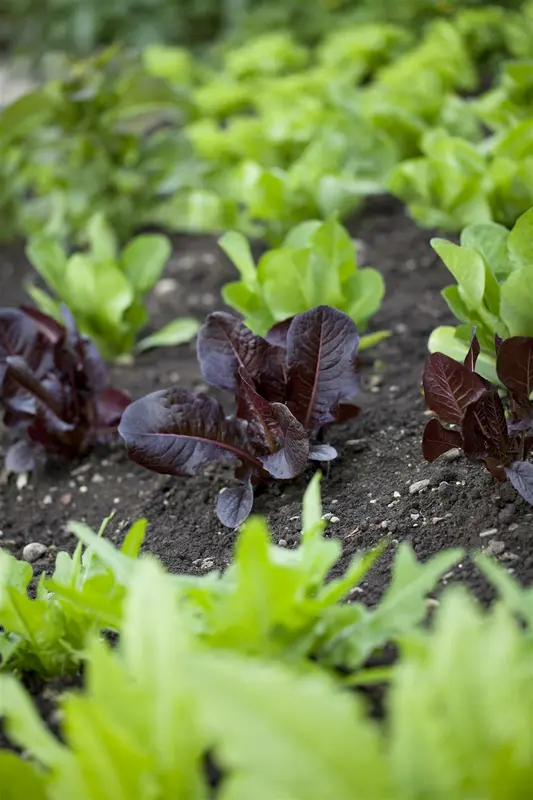 eikenbladsla groene salad bowl  - afbeelding 4