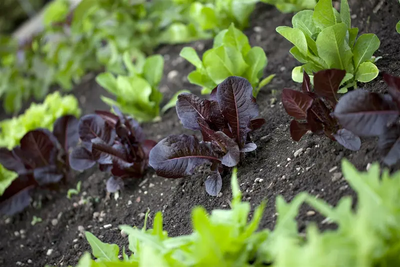 eikenbladsla groene salad bowl  - afbeelding 3