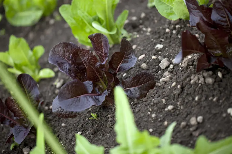 eikenbladsla rode salad bowl - afbeelding 2