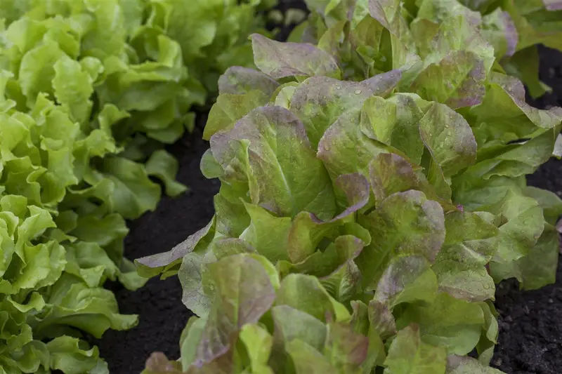 eikenbladsla rode salad bowl - afbeelding 5