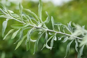 elaeagnus angustifolia (175-200 cm) - afbeelding 2