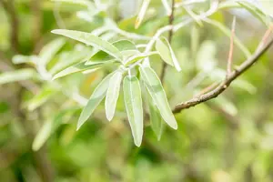 elaeagnus angustifolia (175-200 cm) - afbeelding 4