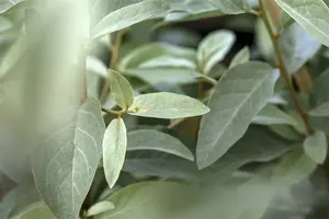 elaeagnus angustifolia (175-200 cm) - afbeelding 5