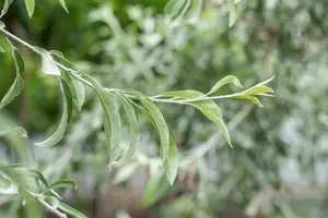 elaeagnus angustifolia (175-200 cm) - afbeelding 3