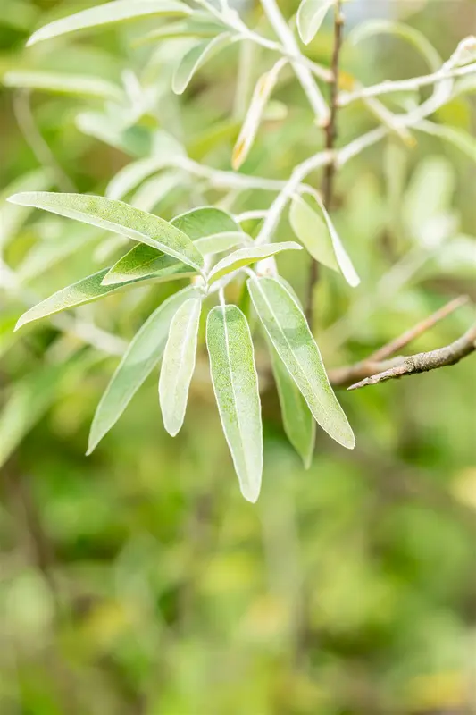 Elaeagnus angustifolia 6/ 8 HO C - afbeelding 4