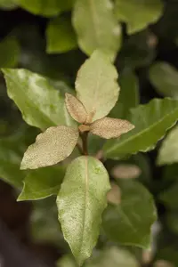 Elaeagnus ebb. 'Compacta' 125-150 C45 MRST